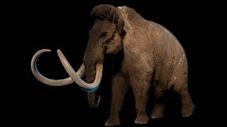 woolly mammothmammuthus primigenius sounds JW [upl. by Bullen322]