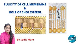 Fluidity of Cell Membrane amp Role of Cholesterol [upl. by Judi]