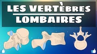 Anatomie du rachis  Vertèbres lombaires [upl. by Gamin407]