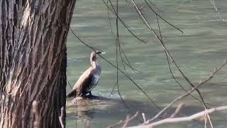 GIOVANE CORMORANO e tre ANATRE FEMMINE di SMERGO MAGGIORE FIUME ADIGE VALLAGARINA TRENTINO [upl. by Ai388]