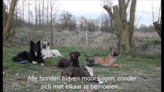 Training Hondenschool Aloysa Klarenbeek 22042015 [upl. by Pardoes225]