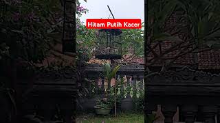 Hitam putih Kacer [upl. by Rahab]