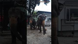 Hathi mera sathi elephant babyelephant hathi two song animals mercydiv [upl. by Ymereg673]