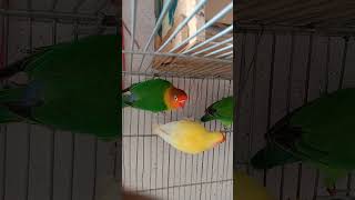 Love birds 🦜youtubeshorts shortvideo viralshort parrot 🥰 [upl. by Tabby]