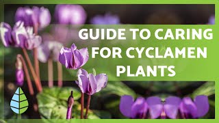 CYCLAMEN CARE 🌸 Irrigation Light Substrate Compost and more [upl. by Senalda]