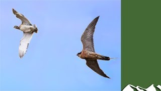 Houbara Bustard Hunting with Falcons [upl. by Linnell643]