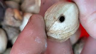 Harvesting Hickory Nuts Tips  See a Hole Chuck That Nut [upl. by Kared]