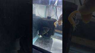 TIGER DATNOID HAND FEEDINGfishkeeper aquarium fishtank monsterfish fishkeeper subscribe [upl. by Bartosch]