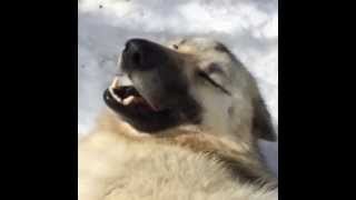 Wolfdogs get hiccups too [upl. by Melinda275]