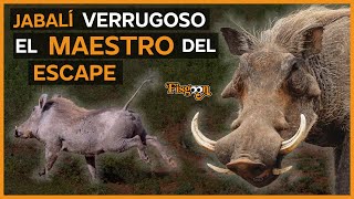 Jabalí Verrugoso – El Maestro del Escape [upl. by Ettener]