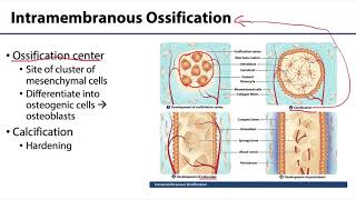 MSK Skeletal System Basics  Bone Formation [upl. by Jews115]