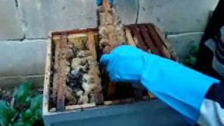 Food  Step by Step Honey produce in Malta [upl. by Neerak]