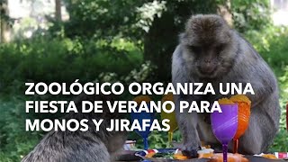 Zoológico organiza una fiesta de verano para monos y jirafas [upl. by Irik]