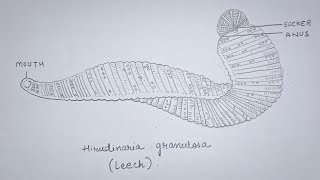 How to draw Leech Hirudinaria granulosa diagram  Class 11 Biology  Ankita Mishra [upl. by Aicnarf17]