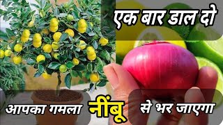 यह खाद आपके सूखे हुए नींबू को फूल एवं फल से भर देगा  Lemon Plant Care And Fertilize Nimbu 🍋 🍋 [upl. by Llewsor735]