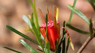 Aussie Garden Beauties  Tribute to Australian Native Plants [upl. by Apurk462]