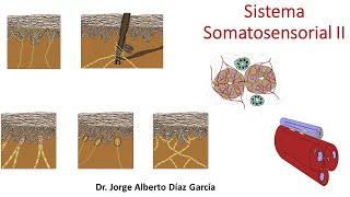 Sistema Somatosensiorial II [upl. by Wheaton]