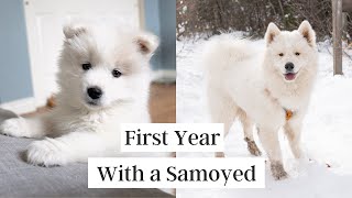 First Year with a Samoyed Puppy 8 weeks to 1 year [upl. by Fransis]