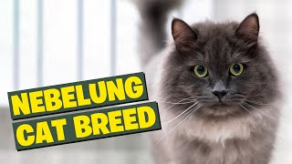 Nebelung Cat Breed 101The Ultimate Breed Guide [upl. by Cynar]