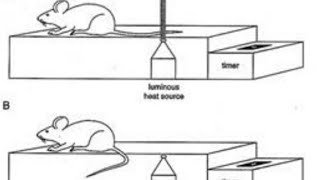 Tail flick apparatus Analgesiometer [upl. by Allison]