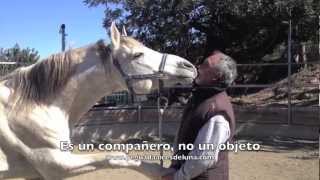 Calidad de vida bienestar equino y doma natural [upl. by Thornie833]