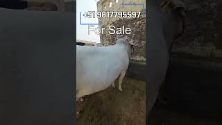 Haryana cow breeder and sale purchase  cowforsale short youtubeshorts [upl. by Hanej]