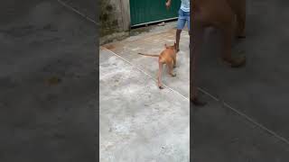 Adventures with My Playful Rhodesian Ridgeback Puppy [upl. by Lundquist]