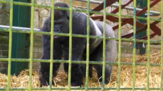 Silverback Western Lowland Gorilla Charge amp Beating Chest  Port Lympne  2010 Gorilla [upl. by Aynuat]