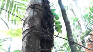 Introduction to Epiphytes [upl. by Aulea]