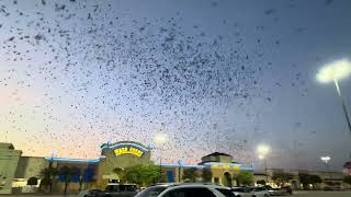 Purple Martin Show  The Fountains in Stafford TX [upl. by Elatnahc973]