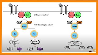 Signal Transduction Pathways GProtein Receptor Tyrosine Kinase cGMP [upl. by Phyl]