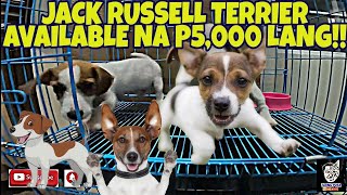 TAONG PUSA PETSHOP UPDATE  JACK RUSSELL amp CHOW CHOW FOR SALE AT MGA IBONG MAGAGANDA vlog473 [upl. by Itraa385]