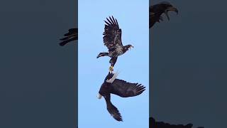 eagles attack beautifulanimals beautiful eagle nature eagle wildlife 2eagleattackforyou [upl. by Orlene]