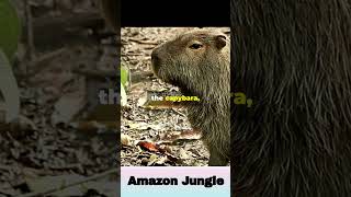 Amazon Jungle Giants  Must Know Animal Facts [upl. by Ardnoet]