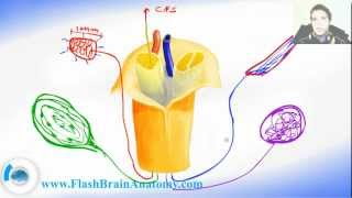 Somatosensory function merkel cells and receptors [upl. by Hajin]