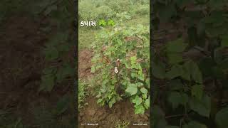 Farming tu kapas  shorts virslshorts trending trendingshorts newsong [upl. by Macdermot]