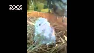 Tawny Frogmouth Chick Feed [upl. by Owain]