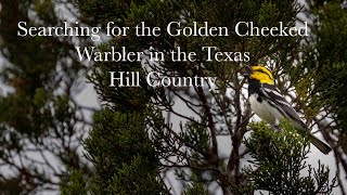 Searching for a Golden Cheeked Warbler in Texas Hill Country [upl. by Iderf]