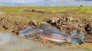 Amazing fishing catch a lot of fishes in the field near the road by hand a fisherman skill [upl. by Jackquelin526]