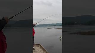 Top water action is heating up susquehanna topwater [upl. by Sillsby44]