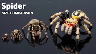 Spider Size Comparison  3d Spider size Comparison [upl. by Ahsyen]