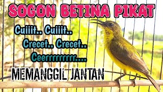 SOGON BETINA PIKAT MEMANGGIL JANTAN AMPUH UNTUK PANCINGAN SOGON AGAR BUNYI DAN NAIK BIRAHI [upl. by Alamac32]