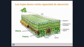 Fertilizacion Foliar Mitos y Realidades [upl. by Renraw]