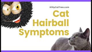 Cat Hairball Symptoms  When You Should See a Vet [upl. by Goerke198]