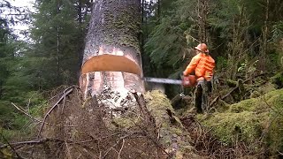 Amazing Tree Felling Compilation 2024  Total Moment Felling Tree With Chainsaw [upl. by Olbap]