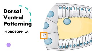 DORSAL VENTRAL PATTERNING IN DROSOPHILA ANIMATION [upl. by Elleryt338]