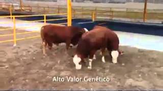 Video Institucional del Centro de Producción Agropecuaria [upl. by Orlene]