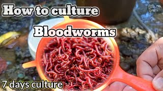 How to culture bloodworms [upl. by Ronacin]