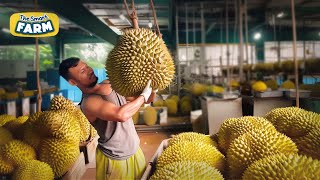 How Durians Grow Harvesting the Stinkiest Fruit in the World [upl. by Madian796]