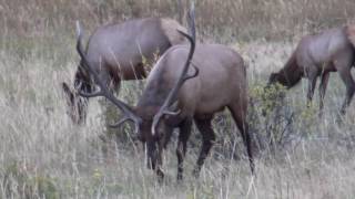 Bull Elk Cows and Harem in Rocky Mountain National Park  Estes Park Colorado  4k UHD [upl. by Winnie]